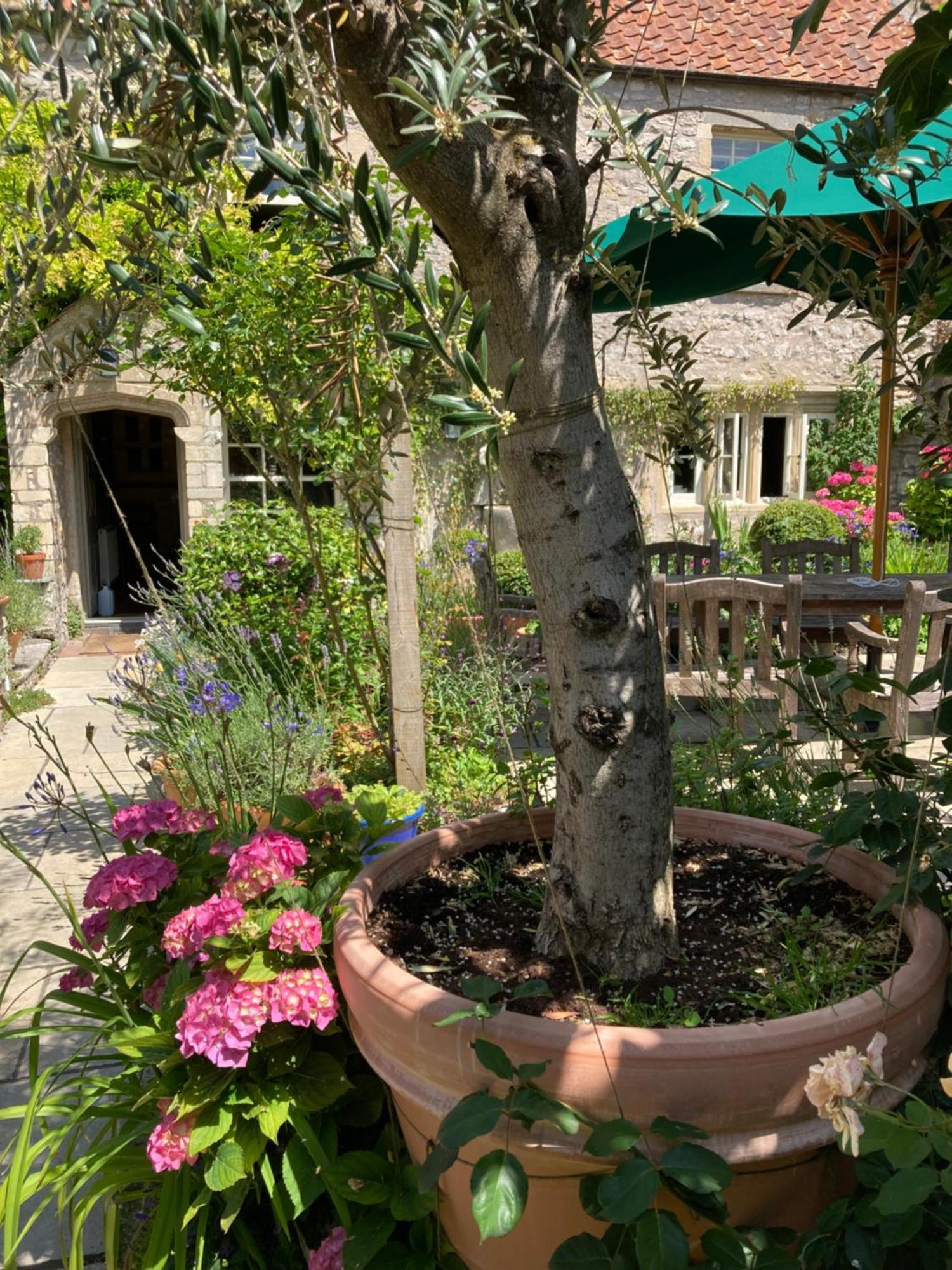 Maplestone Bed and Breakfast Shepton Mallet Buitenkant foto
